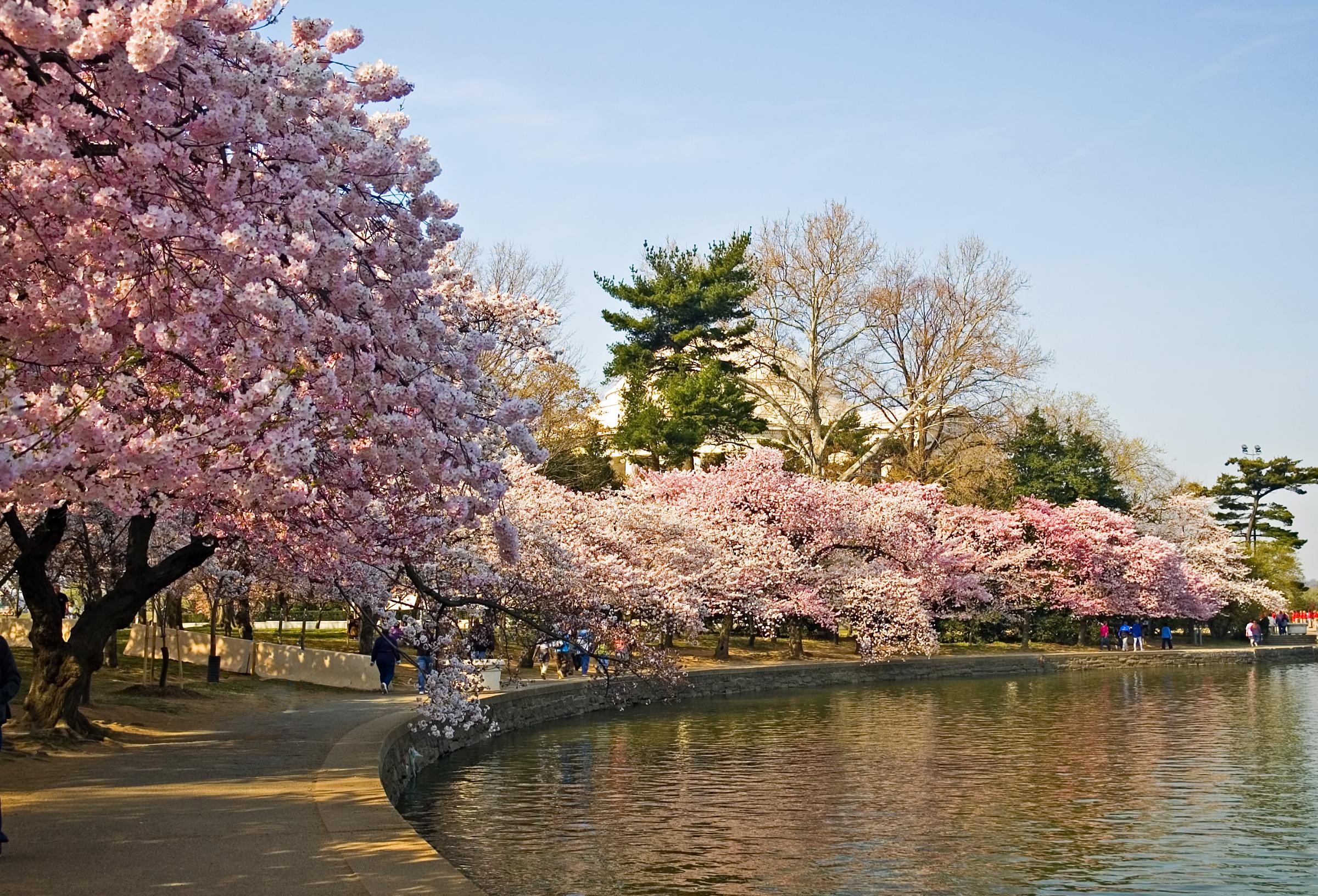 Tentang Bunga Sakura  gexzyea